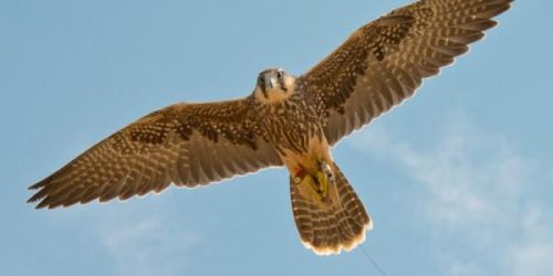 Arabic coffee shop UAE Arabic coffee service